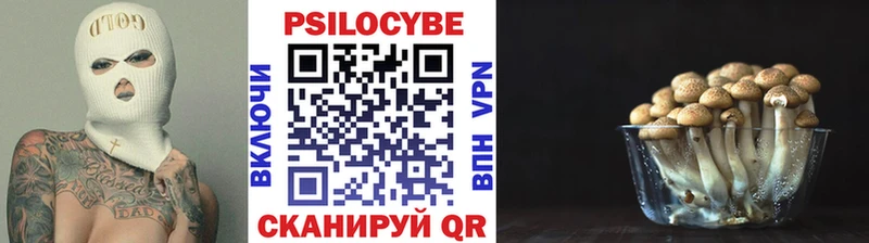 Купить  Грайворон  Галлюциногенные грибы Psilocybe 